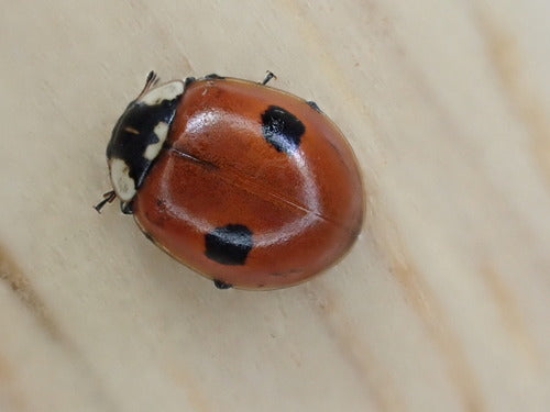 Zweipunkt Fichten-Marienkäfer — Bild 5