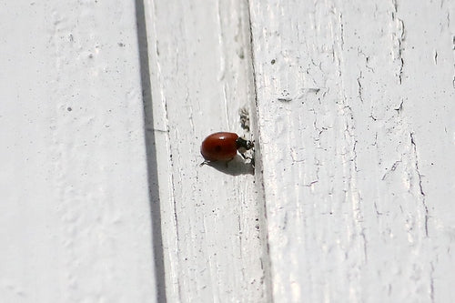 Zweipunkt Fichten-Marienkäfer — Bild 4
