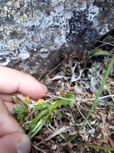 Zwerg-Primel — Bild 2 von 9
