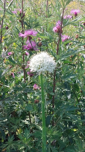 Zwiebeln — Bild 4