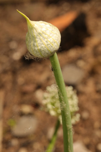Zwiebeln — Bild 5