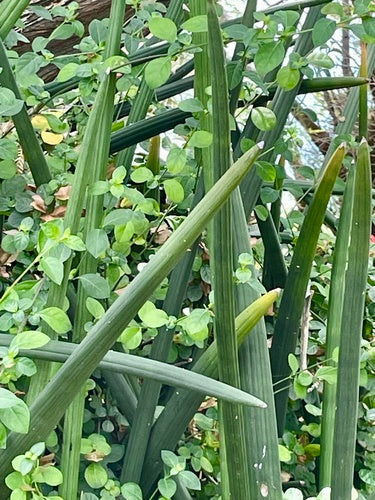 Zylindrischer Bogenhanf — Bild 4
